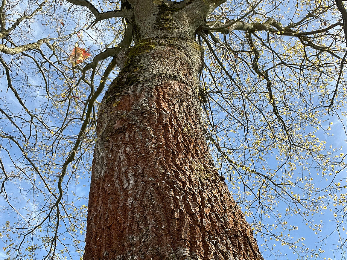 Baum