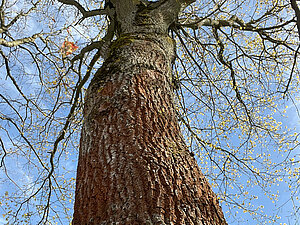 Baum